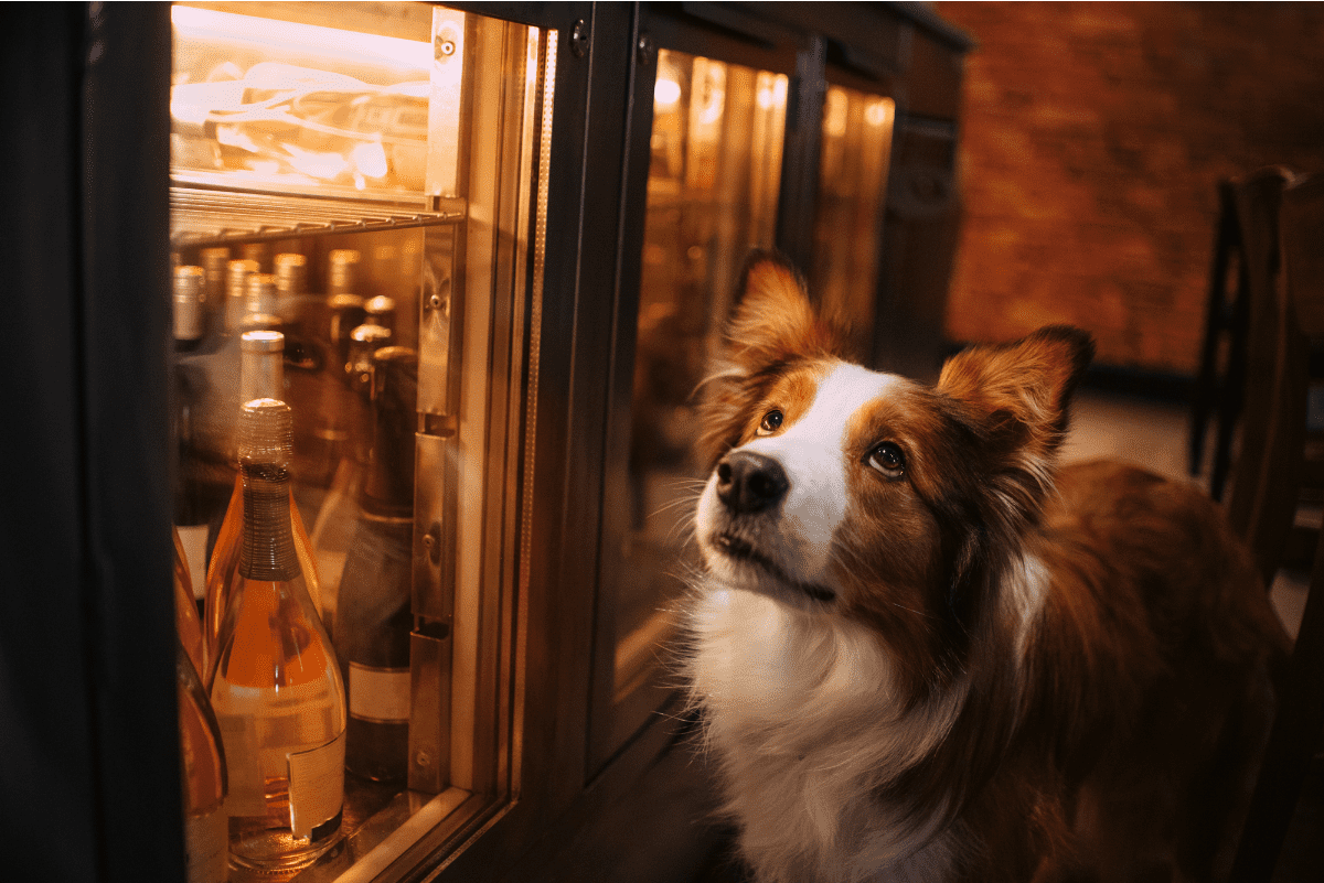 Dog looking at wine