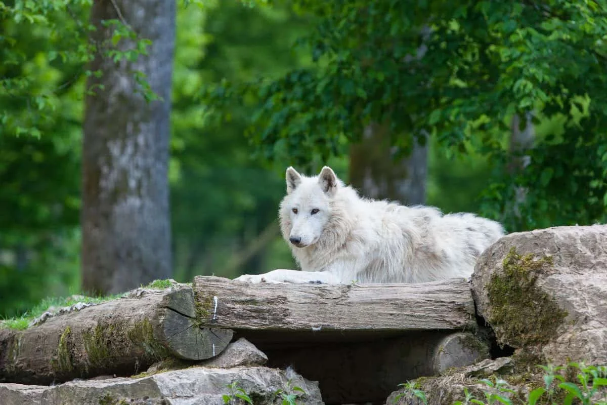 “All-Paw-Drive” in National Forests.