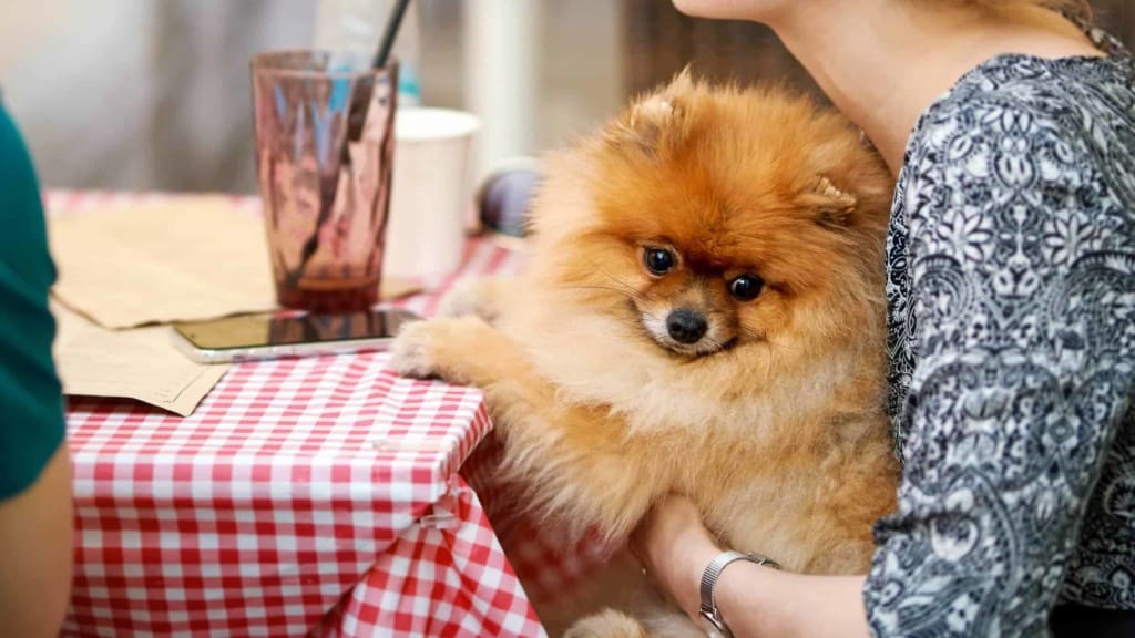 Dog at table