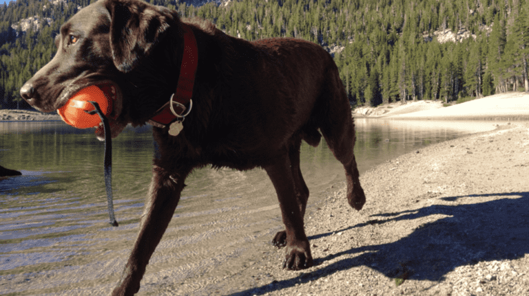 Dog on beach at Mammoth Lakes
