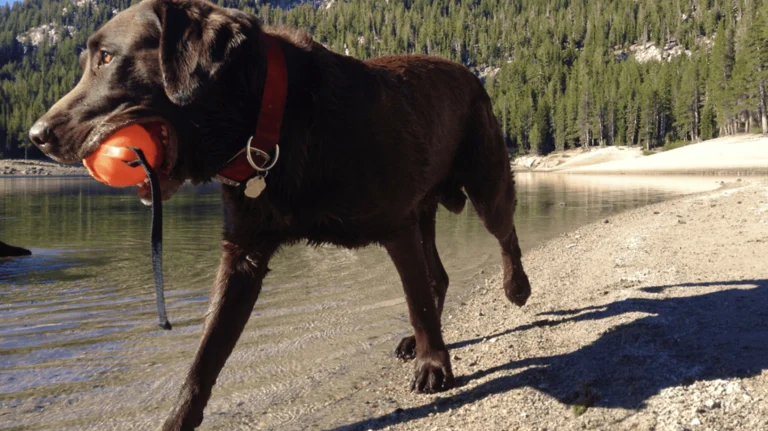 Mammoth Lakes