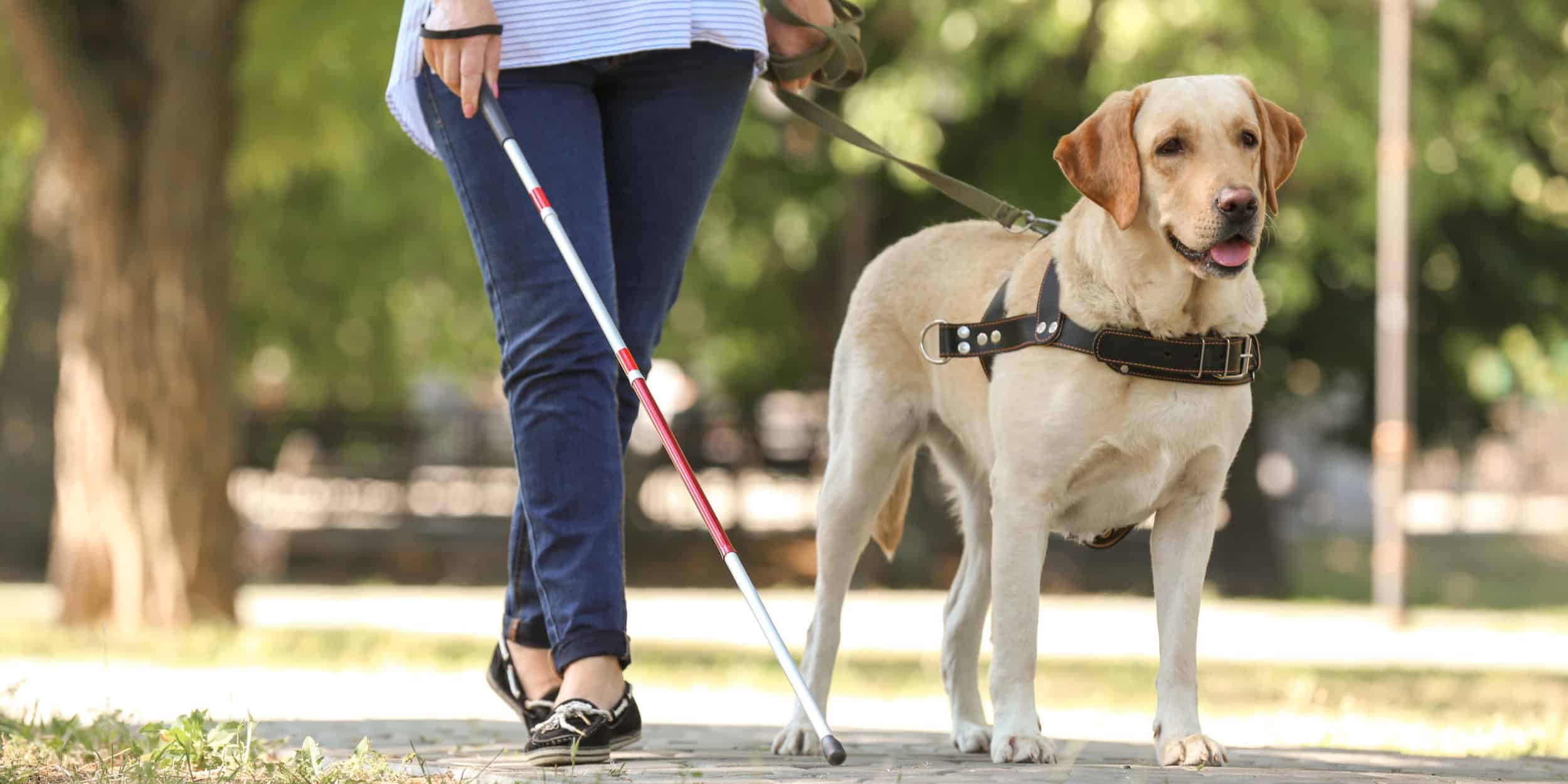 why labradors are used as guide dogs