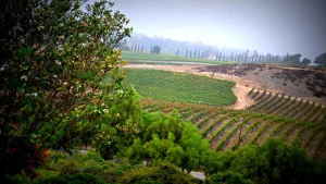 Temecula: A Southern California wine oasis