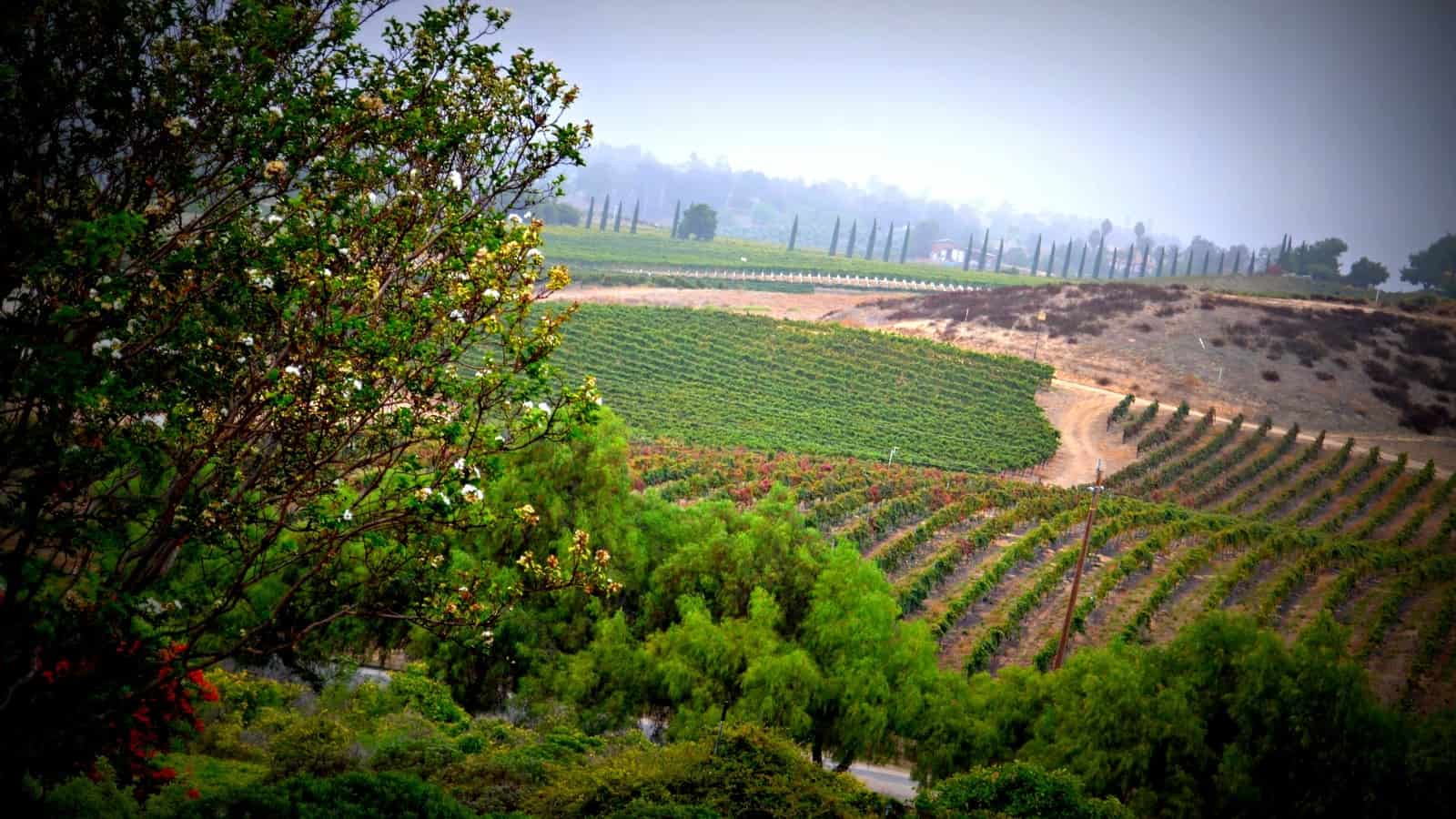Temecula Valley with vineyard