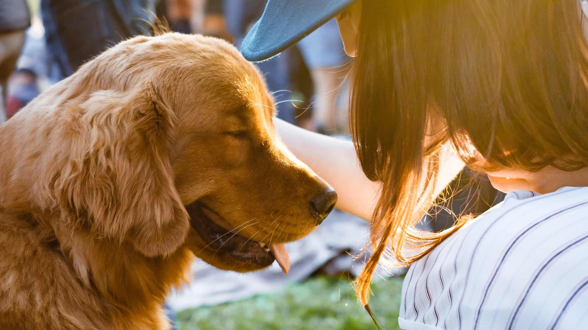 woman pets golden retriever