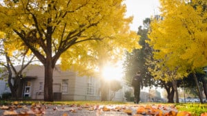 Fall leaves on trees along walking path at University of the Pacific