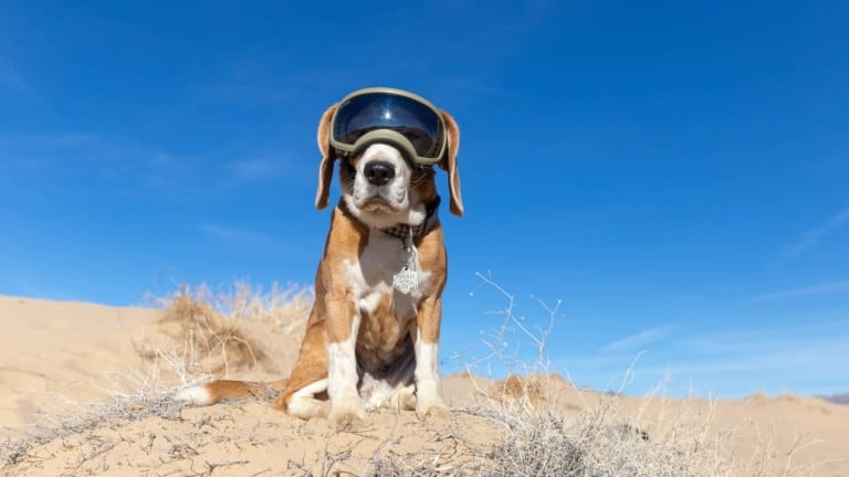 Beagle sits on sand dune wearing goggles with blue sky