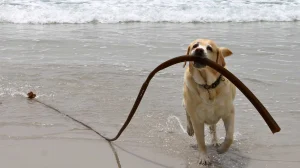 Dog-friendly Monterey and Carmel: why April is ideal