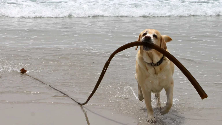 Kayla cleaning up the beach in Carmel. Dave Kendrick photo.