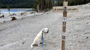 yellow lab Maya sits by trail marker near Horseshoe Lake