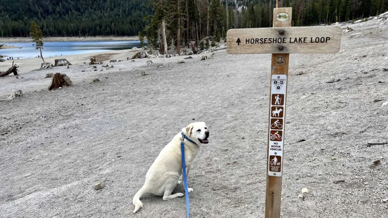 Maya begins the Horseshoe Lake Loop, Mammoth Lakes.