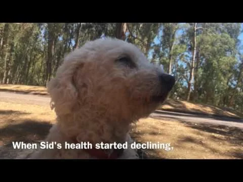 The story of Sid: A senior dog rescue