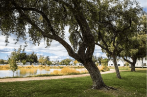 oak tree on grass with lake in background
