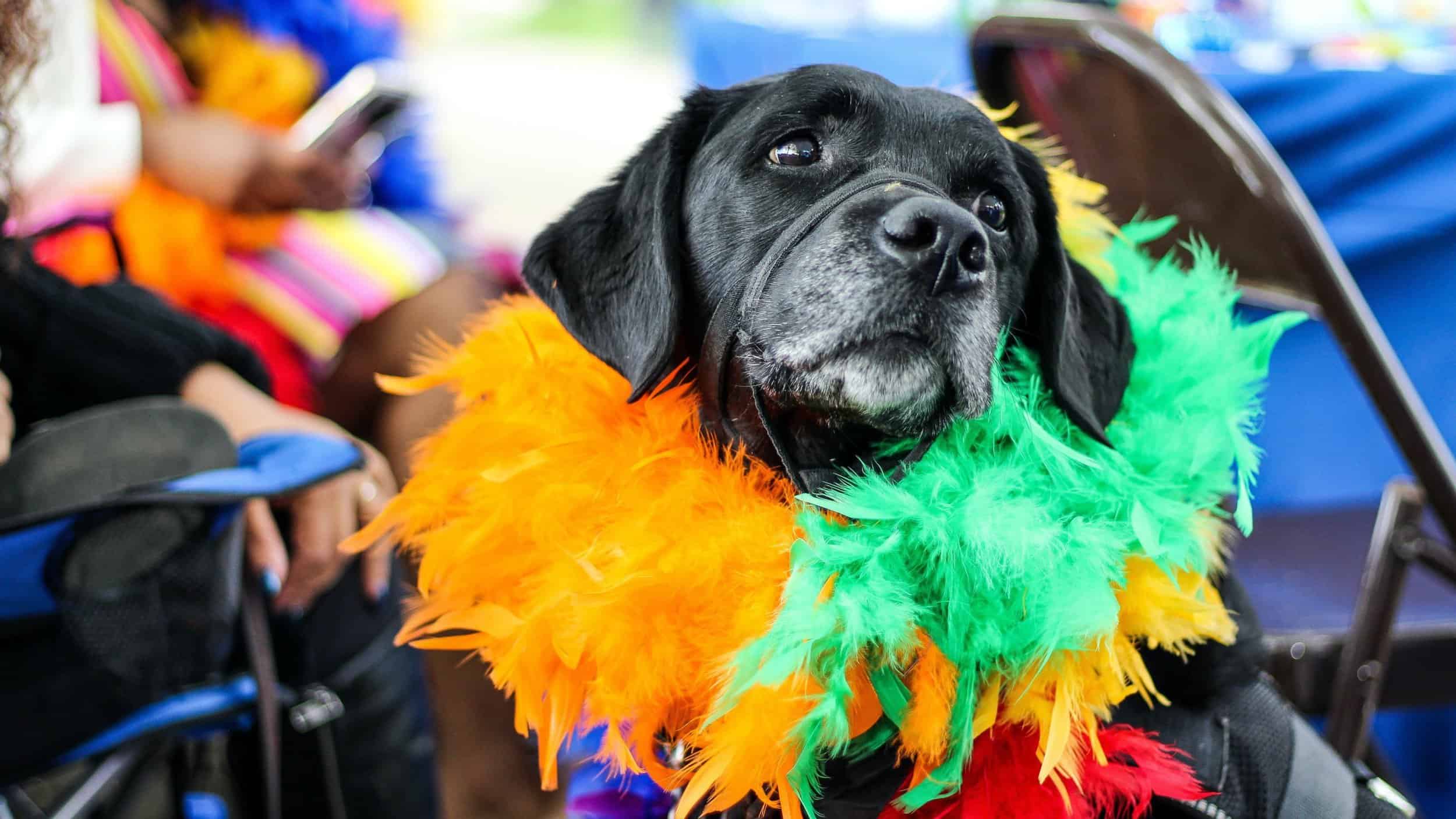 Bark in the Park Pet Costume Contest