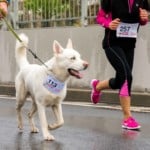 dog and runners