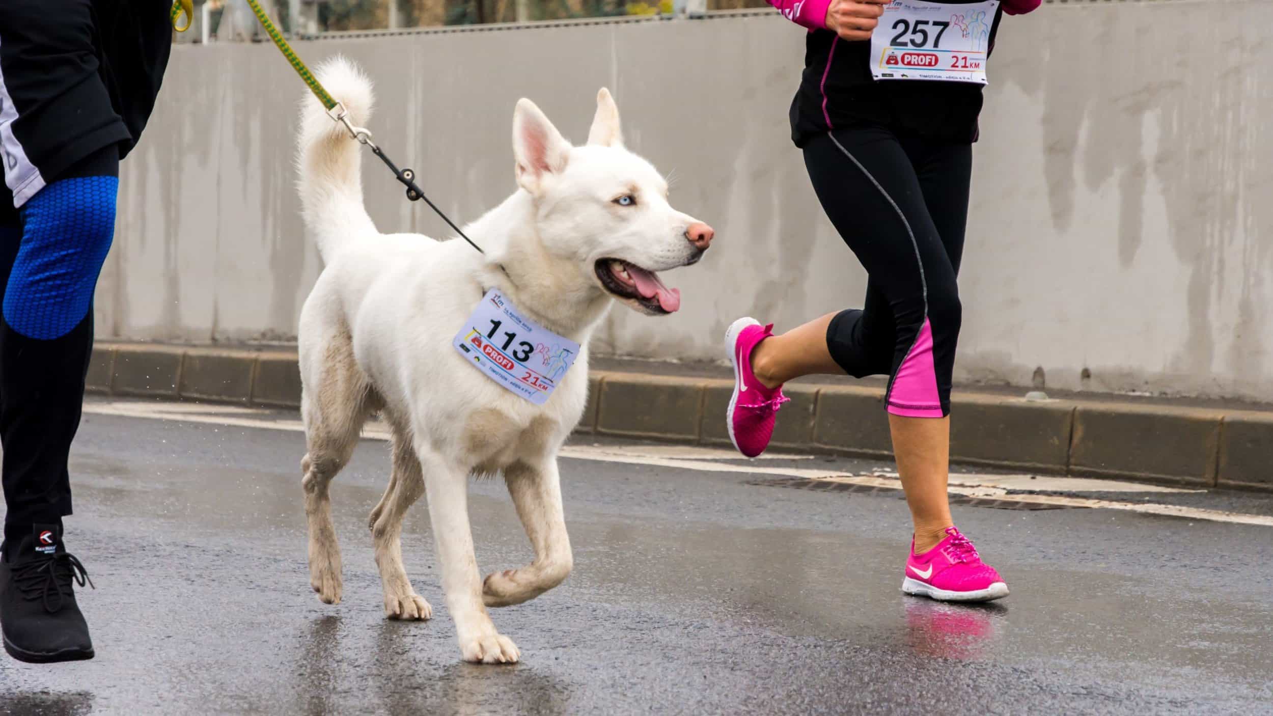 dog and runners