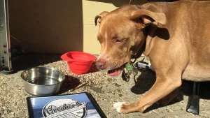 Breakers, a dog-friendly restaurant in Pacifica, California