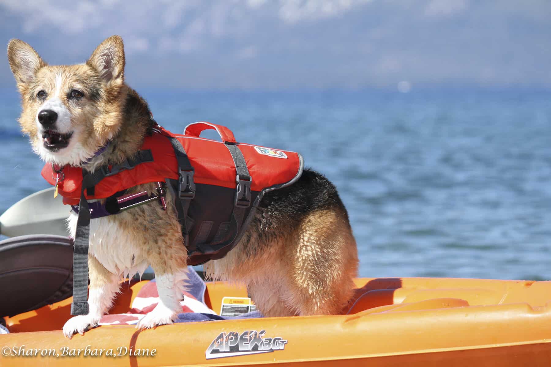 Dog with red life jacket 