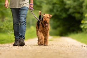 Airedale terrier and person on a trail walk.
