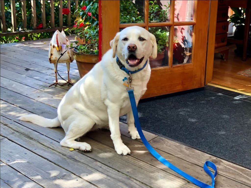 yellow lab Maya sits on deck in front of open front door at Stanford Inn