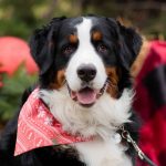 happy bernese mountain dog wearing red bandanna