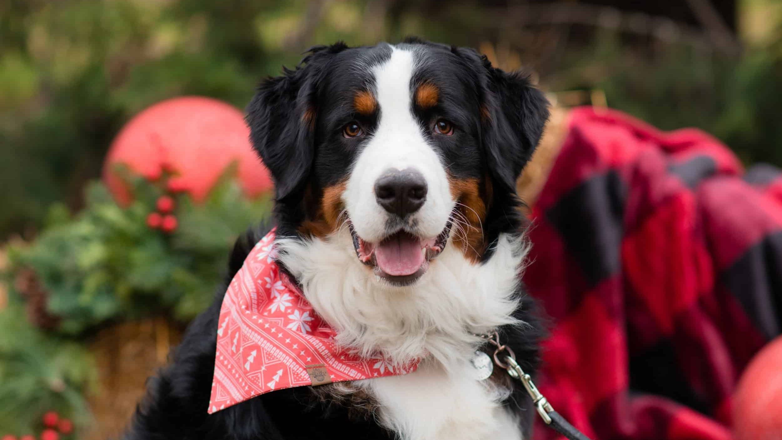 happy bernese mountain dog wearing red bandanna