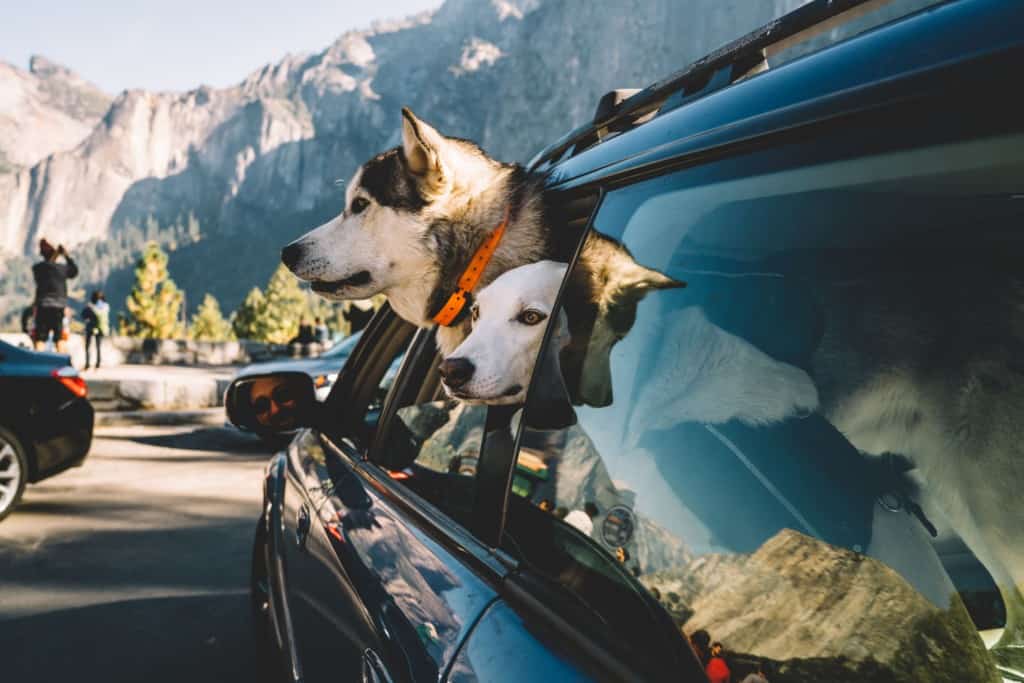 2 dogs sticking their heads out car window at Yosemite National Park