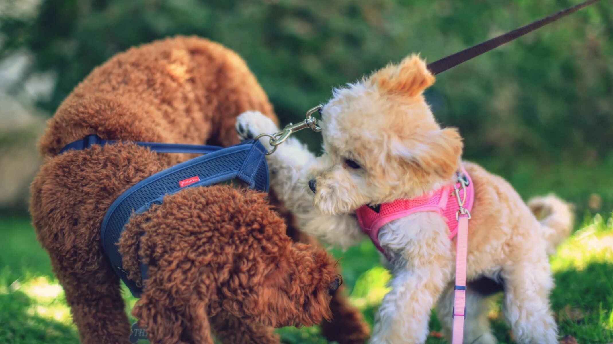 5-month-old Winnie playing in West Hollywood.