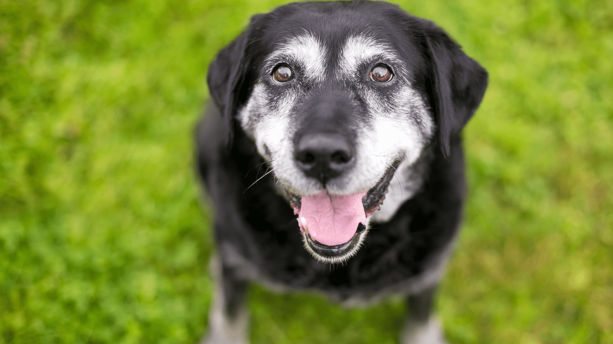 Black and white senior dog