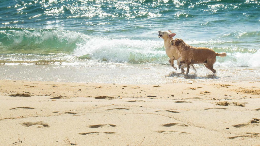 Dogs on the beach at Lake Tahoe for dog-friendly lakes.