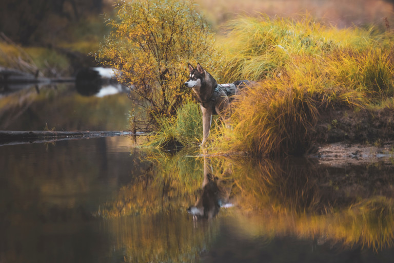 Yes, you can take dogs to Yosemite