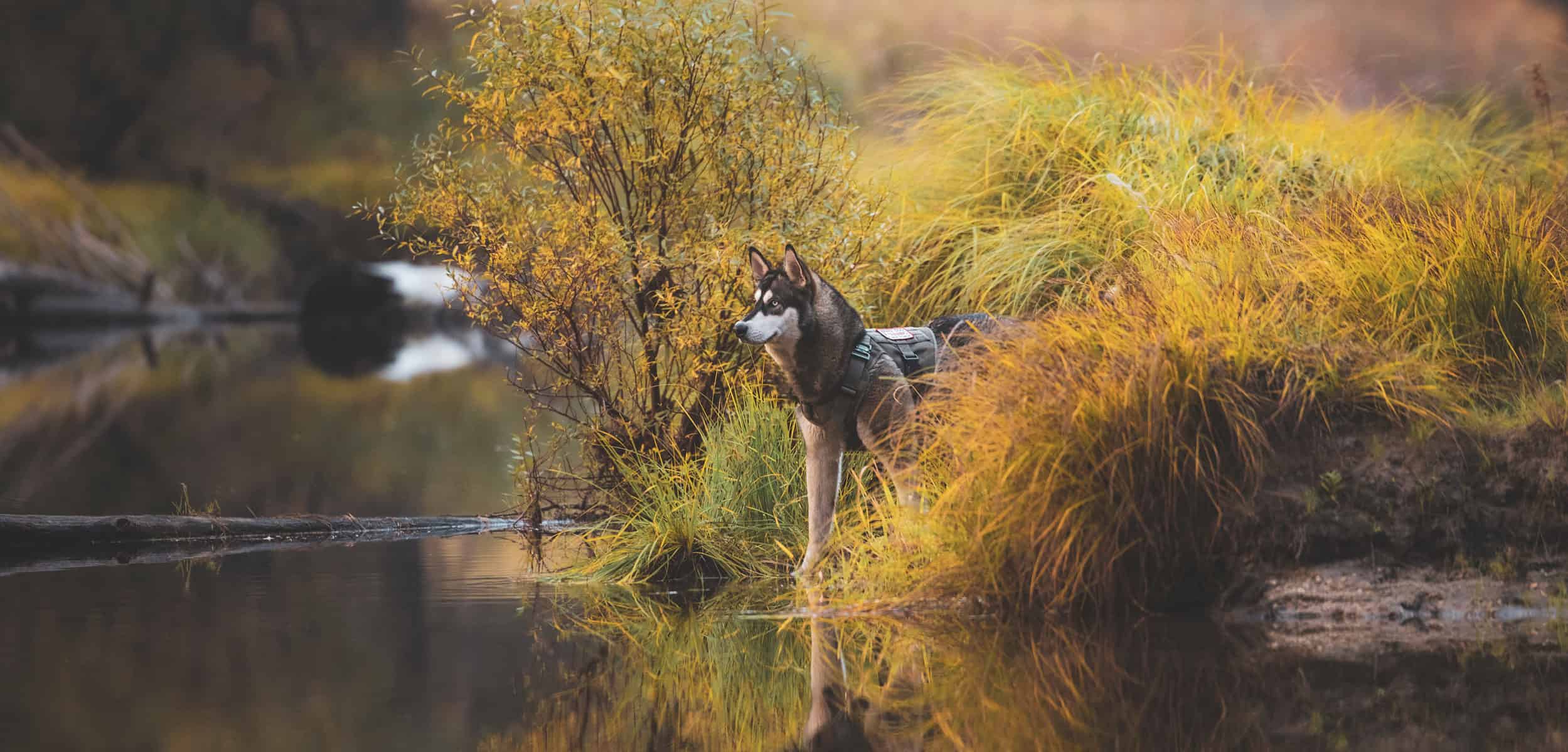 Yes, you can take dogs to Yosemite