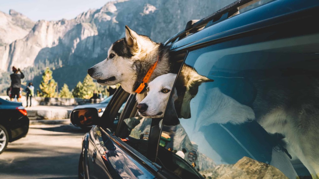 Two dogs with heads out of car