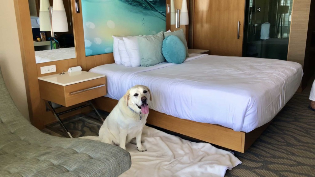 yellow lab sits in hotel room next to bed