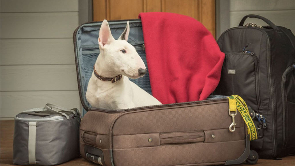 dog sits in suitcase