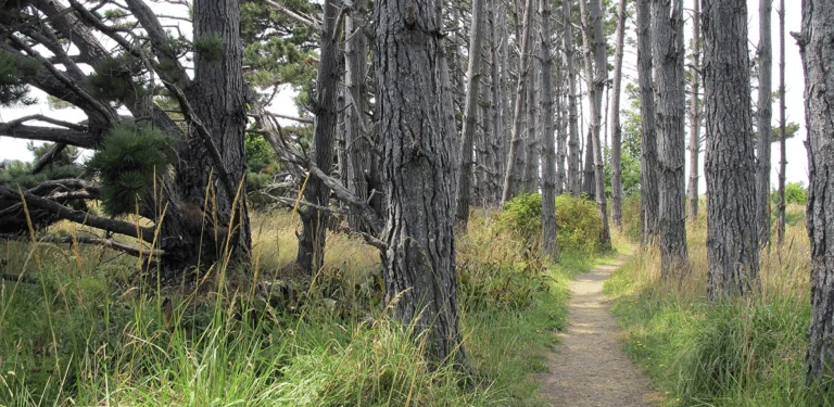 Pebble Beach Coastal Access