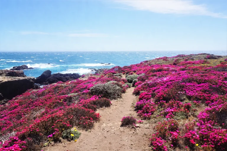Black Point Coastal Access