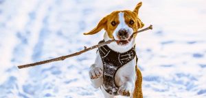 Dog with stick in snow