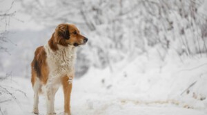brown and white dog in snow
