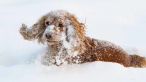 Spaniel mix in snow