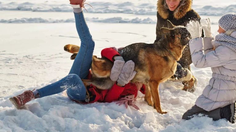 Iron Mountain SNO-Park, a dog-friendly hiking trail in Kyburz, California