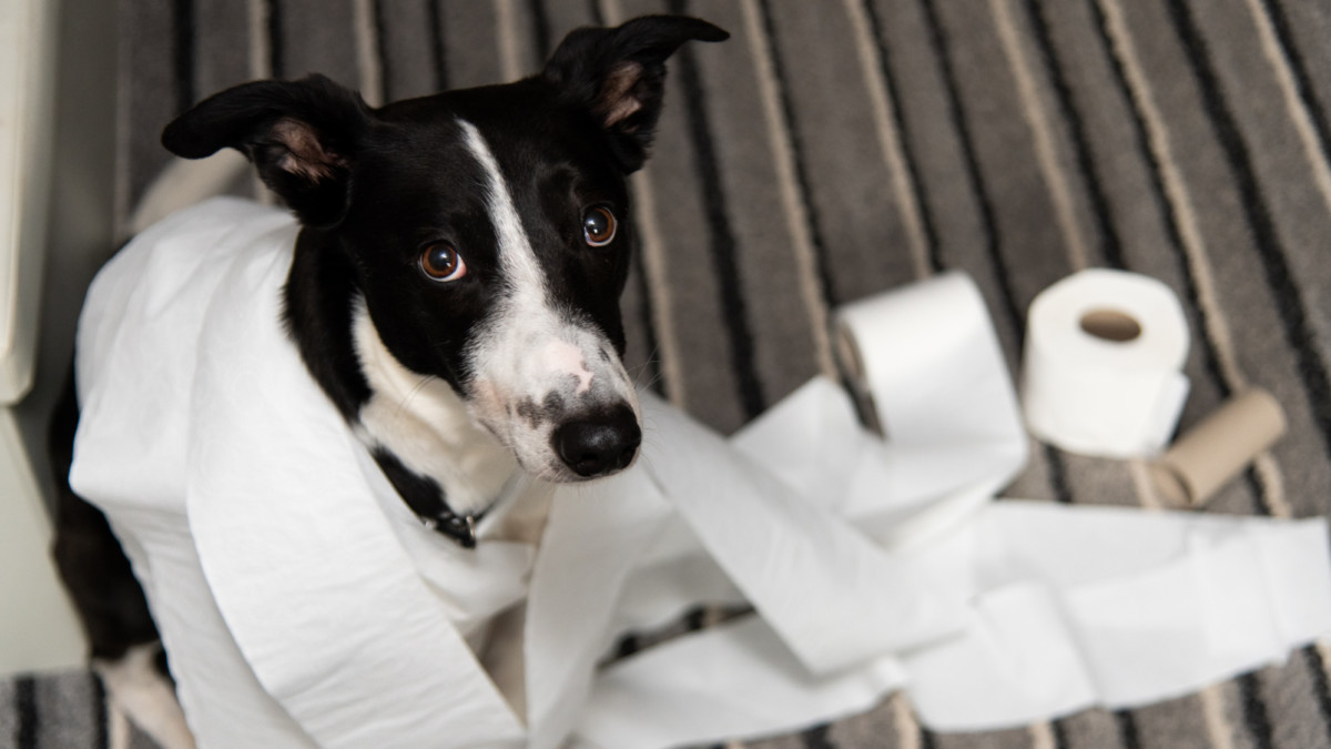 How To Deal With Separation Anxiety In Dogs