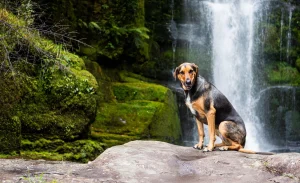 Dog-friendly waterfall hikes in California: a region-by-region guide