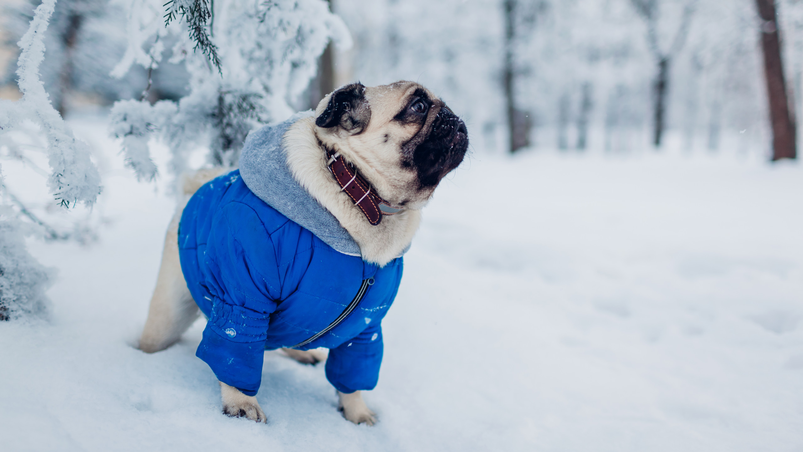 pug wearing blue jacket stand in snow covered forest