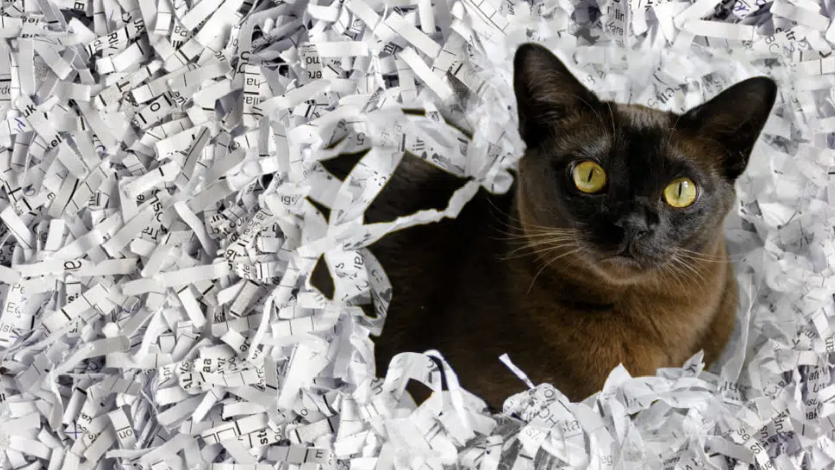 cat sitting in shredded paper
