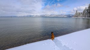 A dog stands at the edge of a snow-covered shoreline, gazing over a calm lake. Snow-capped mountains rise in the distance. It's winter in Tahoe. The sky is partly cloudy with some blue patches, and tall pine trees line nearby trails along the right side of the shore.