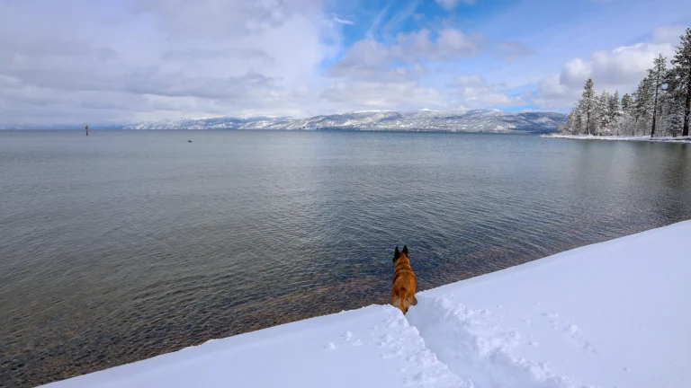 Snow dog at Kiva Beach, Lake Tahoe.
