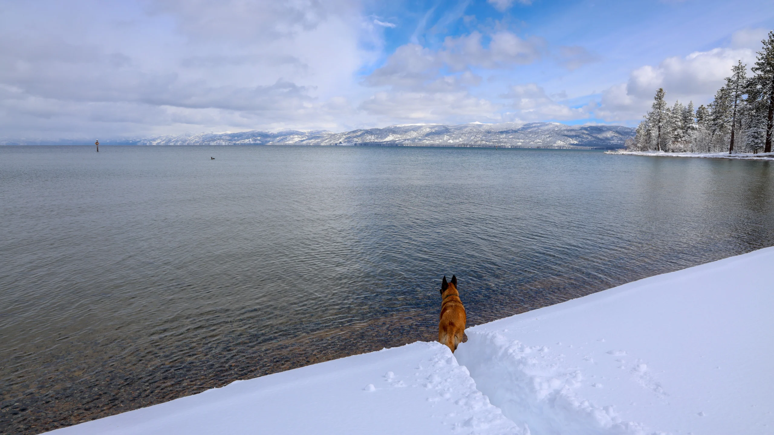 Snow dog at Kiva Beach, Lake Tahoe.