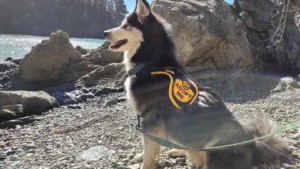 Loki dog