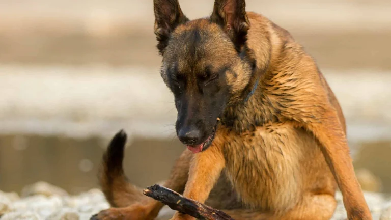 dog coughing